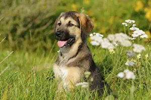 A sitting puppy on a flowery meadow