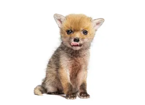 Sitting five weeks old Red fox cub licking its lips