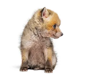 Sitting five weeks old Red fox cub looking away