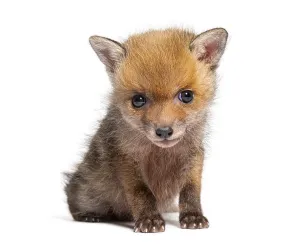 Sitting five weeks old Red fox cub looking at the camera
