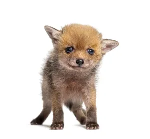 Sitting five weeks old Red fox cub looking at the camera