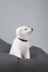 Sitting white Alsation puppy