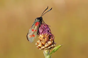 Six-spot Burnet (Zygaena filipendulae)