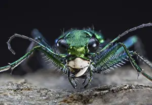 Framed Print : Six-spotted Green Tiger Beetle Cicindela sexguttata Despite its name