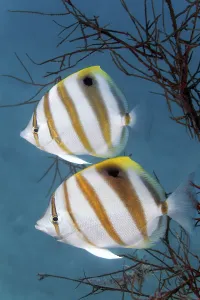 Sixspine butterflyfish (Parachaetodon ocellatus)