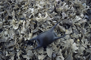 Skate (Raja batis), egg case