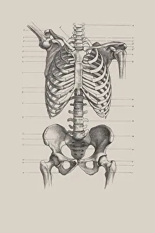 Skeletal torso, anatomical illustration