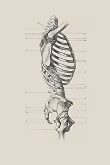Skeletal torso, anatomical illustration