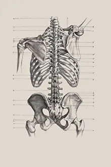Skeletal torso, anatomical illustration