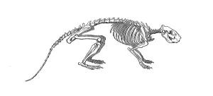 Skeleton of the cane rat