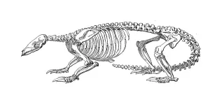 Skeleton of Chinese pangolin (Manis pentadactyla)