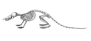Skeleton of the eurasian water shrew (Neomys fodiens)