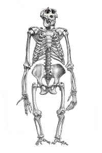 Skeleton of a gorilla, anatomical illustration