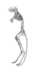 Skeleton of the great jerboa (Allactaga major)