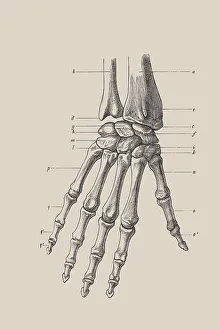 Skeleton of a hand, anatomical illustration