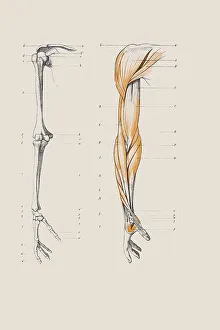 Skeleton of a human arm, anatomical illustration