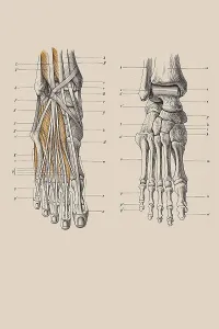 Skeleton of a human foot, anatomical illustration