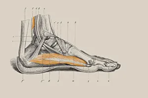 Skeleton of a human foot, anatomical illustration