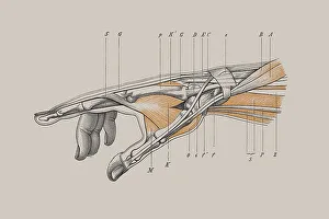 Skeleton of a human hand, anatomical illustration