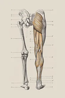 Skeleton of legs with the muscle structure