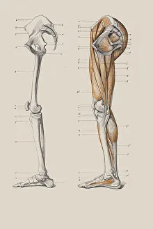 Skeleton of legs with the muscle structure