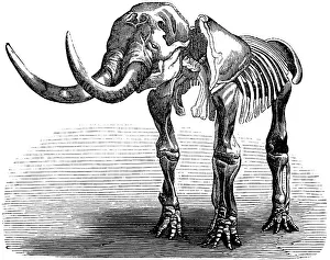 Skeleton of a Mastodon giganteum, palaeontology, lived from Oligocene to Pleistocene, family of proboscideans, extinct ancestor of the elephant, bones, skeleton, tusks, evolution, biology, historical illustration 1880