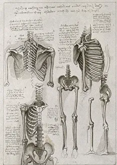 Skeleton of the thorax, pelvis