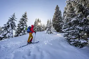 Ski tourer in snowy winter forest with sun star