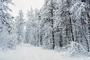 A ski track going into the distance