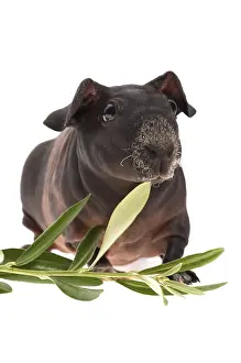 Skinny guinea pig and olive branch on white background
