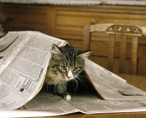 Skogkatt Domestic Cat, Kitten playing with Newspaper