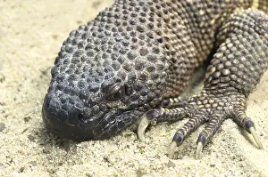 Skorpion-Krustenechse, Beaded lizard (Heloderma horridum)
