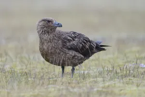 Skua (Stercorarius skua) in breeding ground
