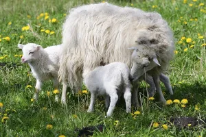 The Skudde is a breed of domesticated sheep