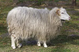 Skudde (Ovis ammon f. aries), Skudde sheep
