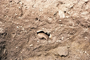 Skull, archaeological excavation of the University of Cambridge at a Roman site, Cambridge, Cambridgeshire, England, UK 1978