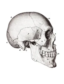 Skull of a Homo sapiens, anatomical illustration