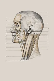 Skull with muscle structure, anatomical illustration