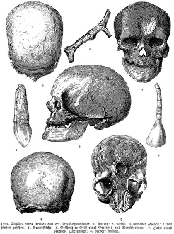 Skull from various archaeological excavations, in profile and front view, Cro Magnon cave (1-5), reindeer horn handle (6), fox tooth (7), palaeontology, history of mankind, France, historical illustration1880, Europe