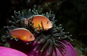 Skunk anemonefish Amphiprion sandaracinos