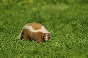 Skunk (Mephitis mephitis), on a green meadow with characteristic fur pattern