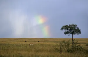 Sky dog reflection, rainbow in the desert