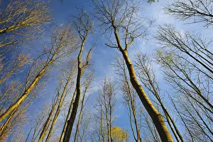Sky view through the trees of a forest in autumn