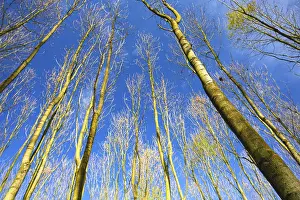 Sky view through the trees of a forest in autumn