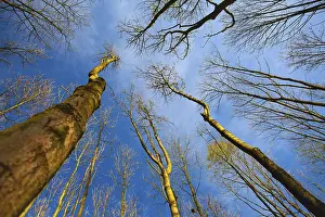 Sky view through the trees of a forest in autumn