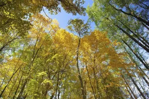 Sky view through the trees of a forest in autumn