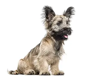 Skye Terrier dog sitting and looking away isolated on white