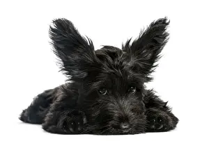 Skye Terrier puppy sitting in front of a white background