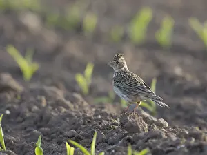 Skylark (Alauda arvensis)