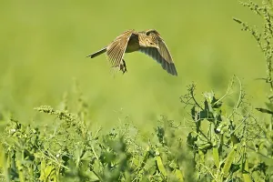 Skylark (Alauda arvensis) adult